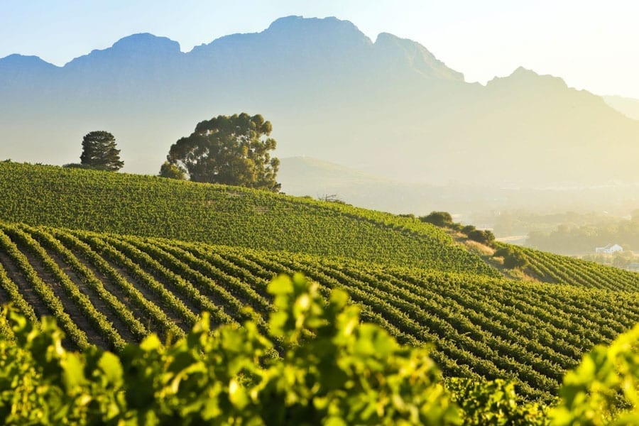 South Africa Wine Business Worksop 2025